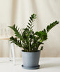 ZZ Plant